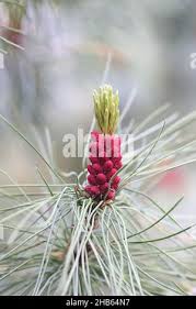 Attēlu rezultāti vaicājumam “Pinus pumila male flower”