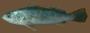 Image result for Cynoscion regalis