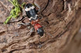 Attēlu rezultāti vaicājumam “Thanasimus formicarius”