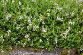 Image result for Bohnenkraut