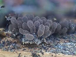 Attēlu rezultāti vaicājumam “Comatricha fragilis stalked”