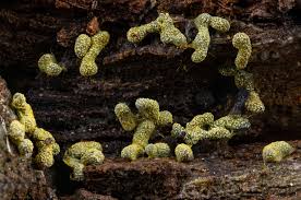 Attēlu rezultāti vaicājumam “Physarum melleum”