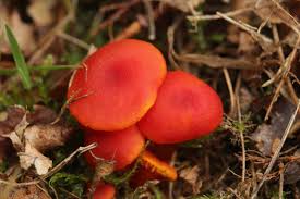 Attēlu rezultāti vaicājumam “Hygrocybe sp.”