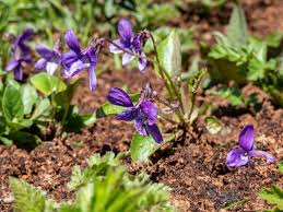 Attēlu rezultāti vaicājumam “Viola uliginosa flower”