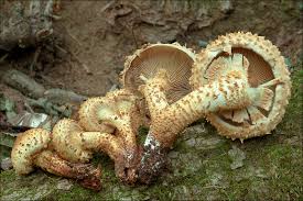 Attēlu rezultāti vaicājumam “Pholiota squarrosa”