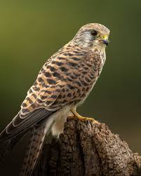 Attēlu rezultāti vaicājumam “Falco tinnunculus”