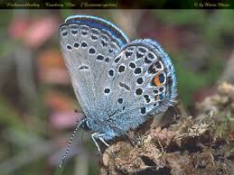 Attēlu rezultāti vaicājumam “Vacciniina optilete male”