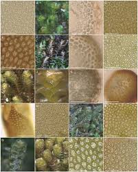 Attēlu rezultāti vaicājumam “Nardia scalaris cells”