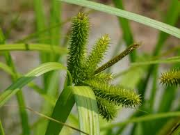 Attēlu rezultāti vaicājumam “Carex pseudocyperus male flower”