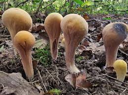 Attēlu rezultāti vaicājumam “Clavariadelphus pistillaris”