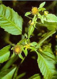Attēlu rezultāti vaicājumam “Bidens frondosa fruit”