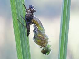 Attēlu rezultāti vaicājumam “Somatochlora flavomaculata”