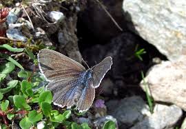 Attēlu rezultāti vaicājumam “Phengaris arion upperside”