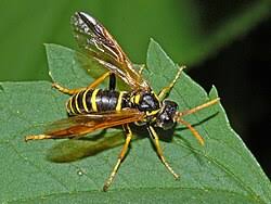 Attēlu rezultāti vaicājumam “Tenthredo scrophulariae larva”