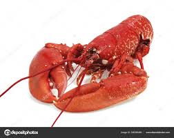 Image result for Homarus gammarus