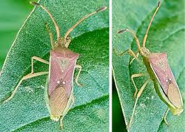 Attēlu rezultāti vaicājumam “Elasmostethus interstinctus imago”