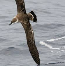 Image result for Puffinus gravis