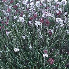 Attēlu rezultāti vaicājumam “Erica tetralix leaf”