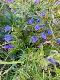 Attēlu rezultāti vaicājumam “Echium vulgare leaf”