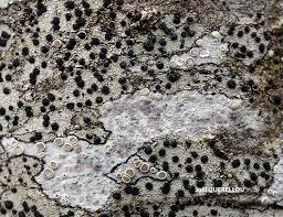 Attēlu rezultāti vaicājumam “Lecanora carpinea”