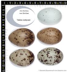 Attēlu rezultāti vaicājumam “Larus ridibundus eggs”