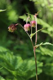 Image result for Geum rivale
