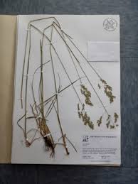 Attēlu rezultāti vaicājumam “Poa palustris”