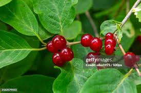 Attēlu rezultāti vaicājumam “Lonicera xylosteum fruit”