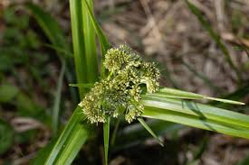 Attēlu rezultāti vaicājumam “Schoenoplectus lacustris subsp. glaucus fruit”