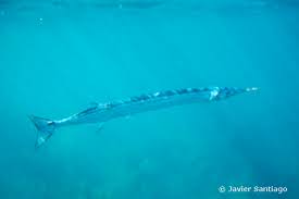 Attēlu rezultāti vaicājumam “Belone belone”