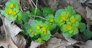 Attēlu rezultāti vaicājumam “Chrysosplenium alternifolium bud”