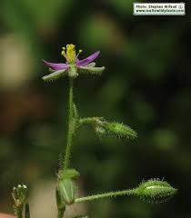 Attēlu rezultāti vaicājumam “Spergularia rubra”