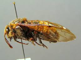 Attēlu rezultāti vaicājumam “Cimbex luteus”