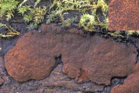 Attēlu rezultāti vaicājumam “Hypoxylon vogesiacum”