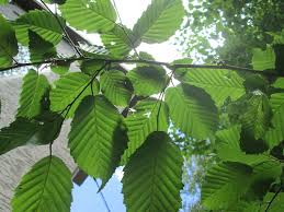 Attēlu rezultāti vaicājumam “Ulmus laevis leaf”