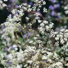 Attēlu rezultāti vaicājumam “Anthriscus sylvestris bud”