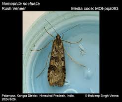 Attēlu rezultāti vaicājumam “Nomophila noctuella”