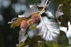 Attēlu rezultāti vaicājumam “Fagus sylvatica fruit”