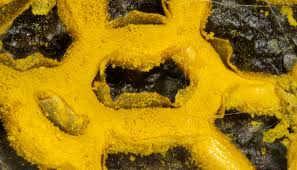 Attēlu rezultāti vaicājumam “Hemitrichia decipiens spores”