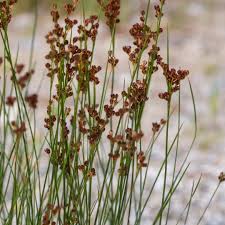 Attēlu rezultāti vaicājumam “Juncus bulbosus flower”