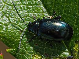 Attēlu rezultāti vaicājumam “Altica sp.”