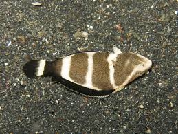 Image result for Hippoglossoides platessoides