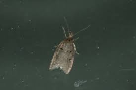 Attēlu rezultāti vaicājumam “Luquetia lobella”