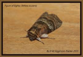 Attēlu rezultāti vaicājumam “Alloeotomus sp.”