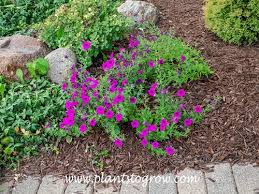Image result for Petunia