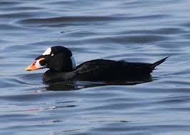 Image result for Melanitta perspicillata