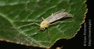 Attēlu rezultāti vaicājumam “Chironomidae imago”