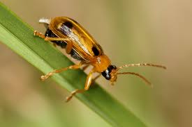 Attēlu rezultāti vaicājumam “Phyllobrotica quadrimaculata”