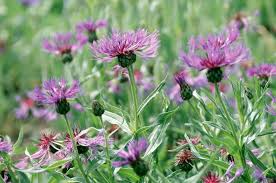 Attēlu rezultāti vaicājumam “Centaurea stoebe”