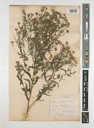 Attēlu rezultāti vaicājumam “Symphyotrichum x salignum flower”